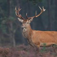 На Тернопільщині олень сильно побив монаха