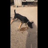 Голодні та виснажені: у Вишнівці шукають власника собак, який прив'язав тварин за місцевим магазином. Відео