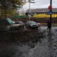 У центрі Тернополя на дорогу впало дерево. Фото