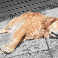 У мережі поширюють неправдиву інформацію щодо «чумки» у Тернополі