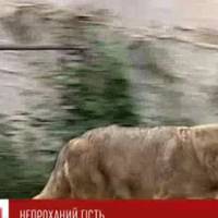 На Тернопільщині селяни з лопатами й вилами заганяли 