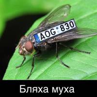 “Це їхня релігія: намахати усіх, навіть рідну маму” – пост журналістки про власників євроблях розділив читачів на два табори
