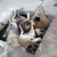 На Тернопільщині масово розстрілювали собак. ВІДЕО