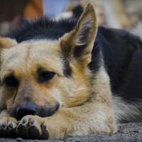 У Тернополі троє людей 5 годин бігали за собакою, який покусав жінку