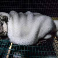 Відмовитись від хутра та вийти на акцію проти хутряних ферм тернополян закликають зоозахисники