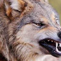 В Теребовлянському районі скажена вовчиця напала на чоловіка. ВІДЕО