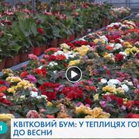 «Квітковий рай»: як у Тернополі вирощують унікальні сорти квітів