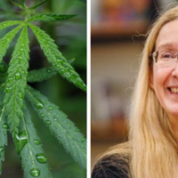 Комітет Ради підтримав петицію про легалізацію канабісу