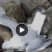 У Тернополі на ставі знов масово гинуть птахи (ВІДЕО)