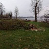 У тернопільському парку зрізали здорові дерева. ВІДЕО