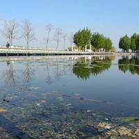 Мертві щурі і риба плавають у Тернопільському ставі біля острівка «Чайка» (Фото)
