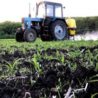 “Потріскалися губи, у горлі рани, кашель, рвота”: на Шумщині кроплять пшеницю