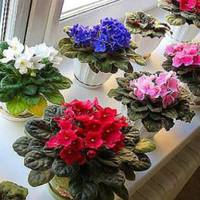 Хочете, щоб на вашому підвіконні росли такі ж фіалки? Всього кілька секретів для вас