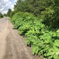 Обережно! На Тернопільщині активізувалася отруйна рослина