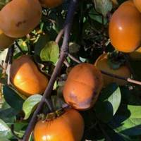 Садівник з Чортківщини вирощує 40 сортів хурми