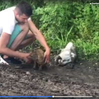 Посадили у мішок і викинули в болото: на Тернопільщині нелюди познущалися з цуценяти. ВІДЕО