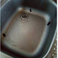 У Тернополі в будинку та у гуртожитку завелись великі таргани (ФОТО)