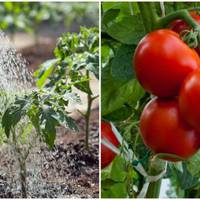 Секрети великого урожаю. Корисна шпаргалка для господині — обов’язково збережіть собі