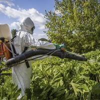 Роз'їдає шкіру аж до кісток: у Тернополі знищують небезпечну рослину