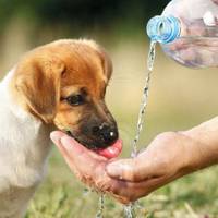 Тернополян просять долучитися до флешмобу та напоїти тварин