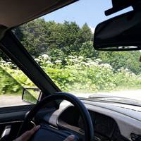 Страшна картина: на Тернопільщині зростають 