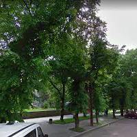 В центрі Тернополя планують порізати старі липи
