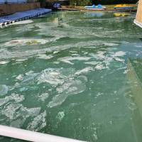 Екологи розповіли чому позеленіла вода у тернопільському озері (Відео)