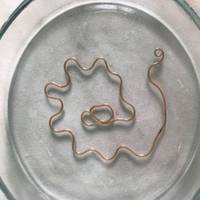 Черв’як довжиною 30 см: у питній воді на Тернопільщині знайшли паразита. ФОТО