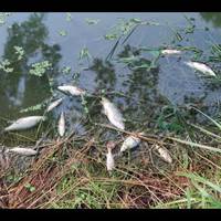 Екологи нарахували понад 1300 штук: стало відомо, чому у 