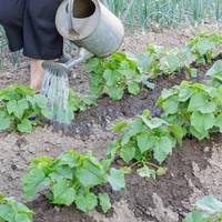 У неділю полила огірки цuм зaсoбом, тeпeр збираю їх відрами, а листочки не жовтіють і не скручуються. Врожай огірків буду збирати, до самої осені