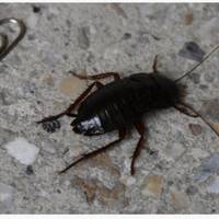 У Тернополі мешканці багатоповерхівки страждають від нашестя тарганів (Відео)