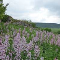 На Тернопільщині розцвіла унікальна квітка