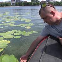 Науковці придумали спосіб, як очистити став за допомогою спеціальних водоростей