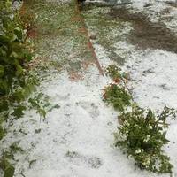 Сніг серед літа. На Чортківщині випав град