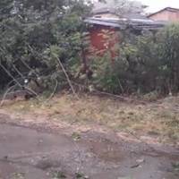 Відео негоди на Борщівщині: повалені дерева та електроопори, знеструмлені населені пункти