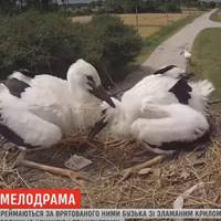 Романтична історія лелек із Тернопільщини вразила всю Україну (Відео)