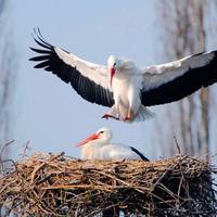 На Тернопільщині історія кохання лелек отримала щасливе продовження