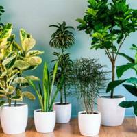 Перекис водню зробить диво з вашими кімнатними рослинами! Всі подруги заздрять моєму зеленому саду! Але цe я тримаю в секреті!