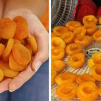 Робимо курагу з абрикоса в домашніх умовах. Просто і корисно