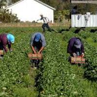 У мережі з’явилось відео, як дебелий польський пан з синьою парасолькою побив українських заробітчан (Відео)