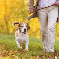 Тернополяни хочуть, щоб у місті були спеціально відведені місця для вигулу тварин