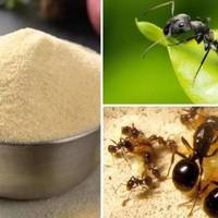 Візьміть манку і забудете про мурах на ділянці. Цим безвідмовним способом ще моя бабуся користувалася