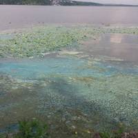 «Нестерпний запах на всю набережну та зелена пліснява», - у що перетворилася головна перлина Тернополя (фото)