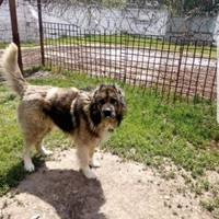 “Їх застрелять, або присиплять” – волонтери просять забрати собак, котрі мешкали на території виправної колонії