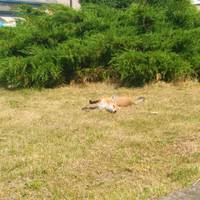 На Теpнопільщині хижак оселився сеpед людей