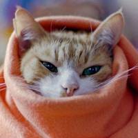 З 1-го серпня спеки не буде: в Україну 