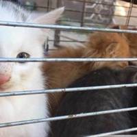 Продавців тварин на Шептицького більше не буде: куди вони переїдуть