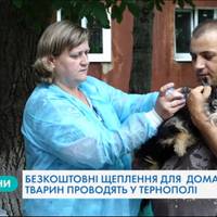 У Тернополі безкоштовно щеплюють тварин від сказу: куди слід звернутись (Відео)