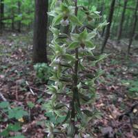 У заповіднику Тернопільщини зацвіла рідкісна зелена квітка