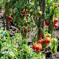 Родина з Тернопільщини вирощує в себе на городі рідкісні сорти помідор (Фото)